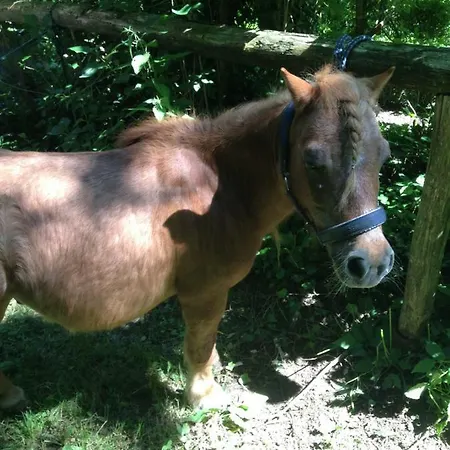 Ferienhof Lenzlisberg