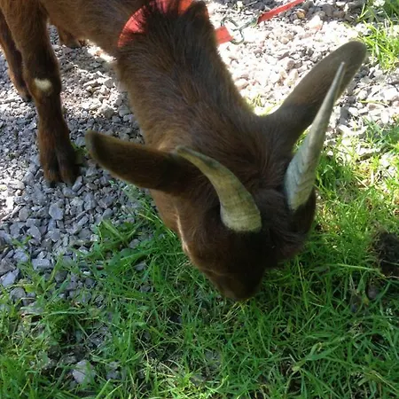 Ferienhof Lenzlisberg Seelbach (Baden-Wurttemberg)