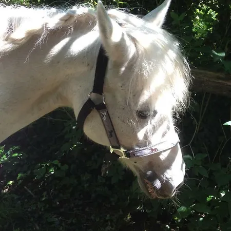Ferienhof Lenzlisberg Casa rural Seelbach (Baden-Wurttemberg)