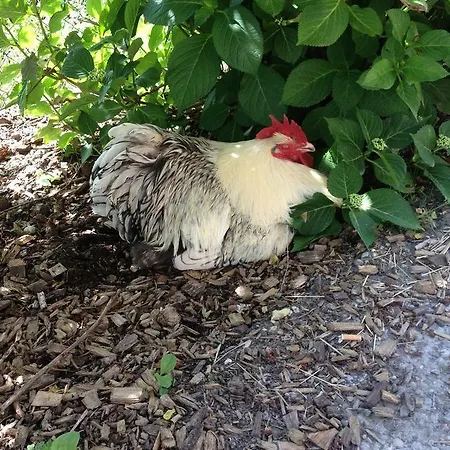 Casa rural Ferienhof Lenzlisberg *
