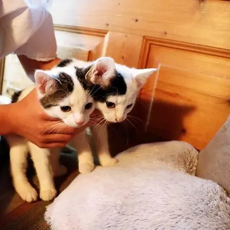 Ferienhof Lenzlisberg * Seelbach (Baden-Wurttemberg)