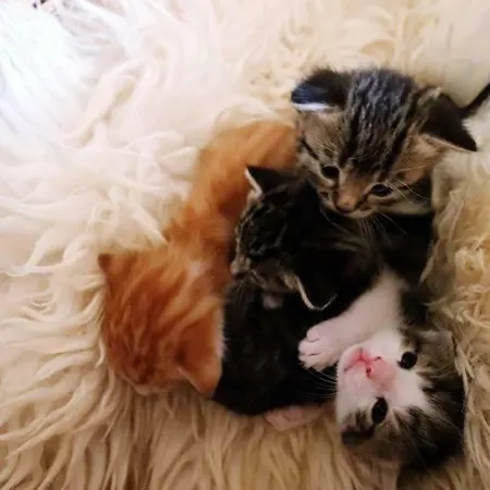 Ferienhof Lenzlisberg *