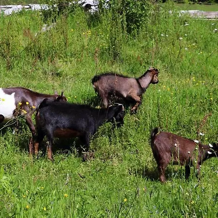 Ferienhof Lenzlisberg Seelbach (Baden-Wurttemberg)